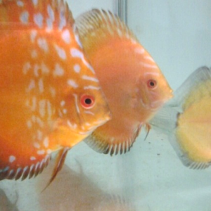 Peces Discus