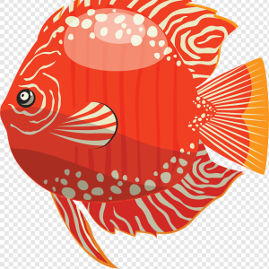 Peces Discus
